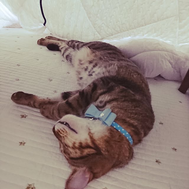 poniさんの実例写真