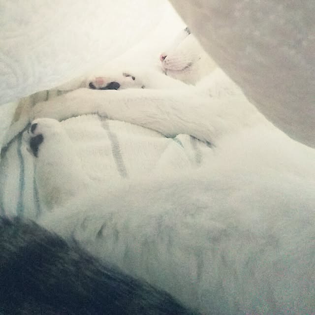 sakuraさんの実例写真