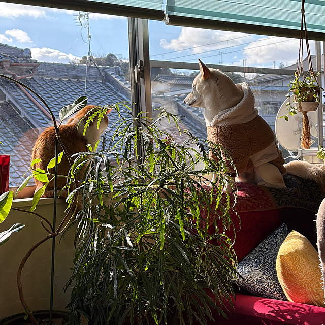 Toyomiさんの実例写真