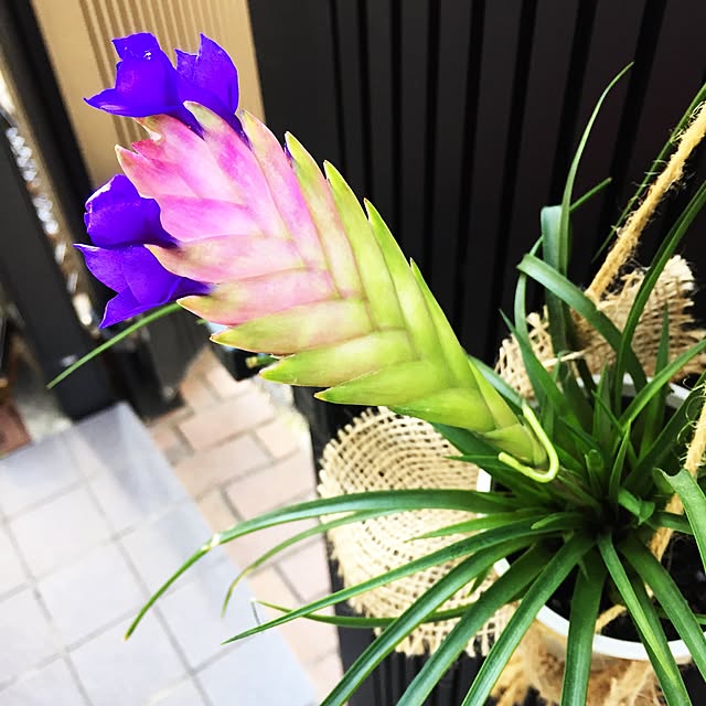 Junkoさんの実例写真