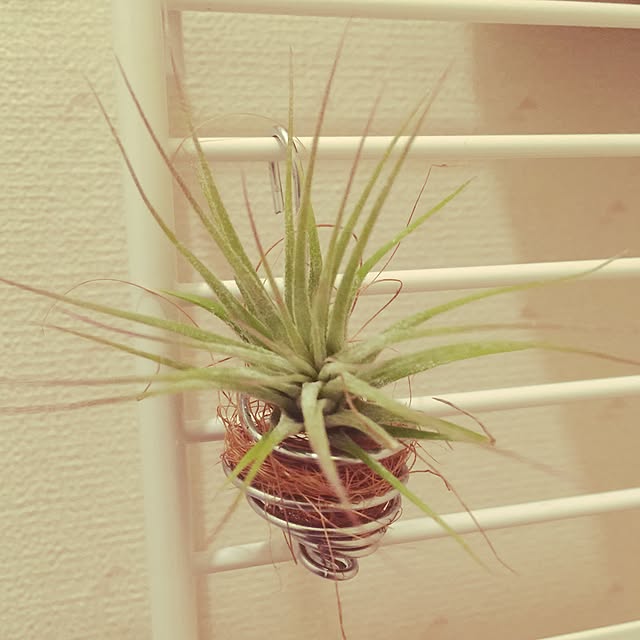 Sayuriさんの実例写真