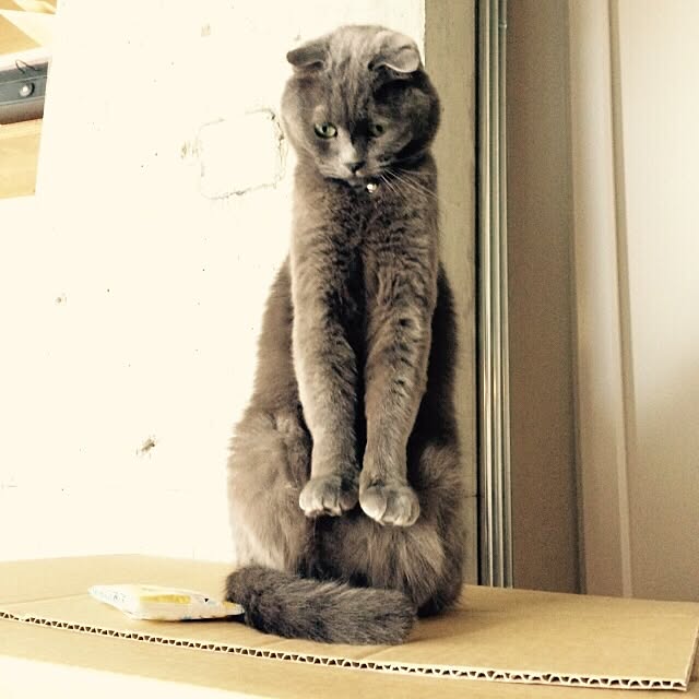 torinokoさんの実例写真