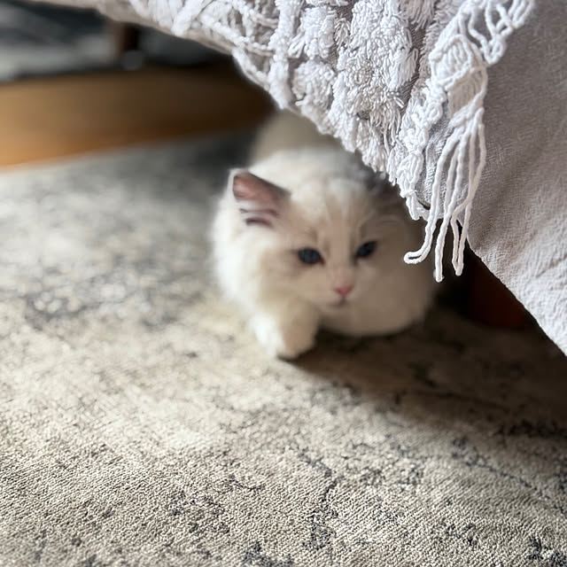 puffloveさんの部屋