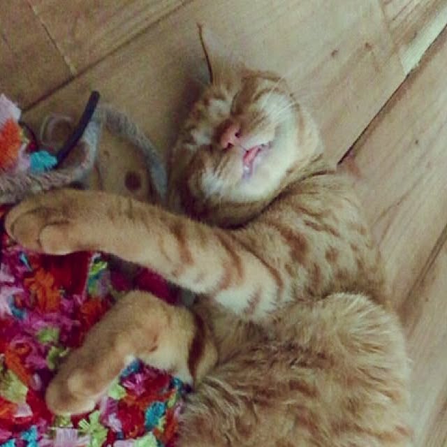 sumisumiさんの実例写真