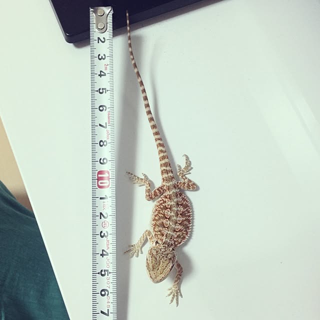 Chikaさんの実例写真