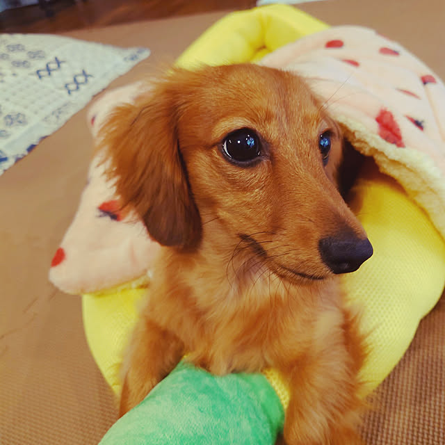 ponchanさんの実例写真