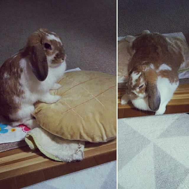 usamamaさんの実例写真