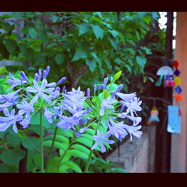 aromameさんの実例写真