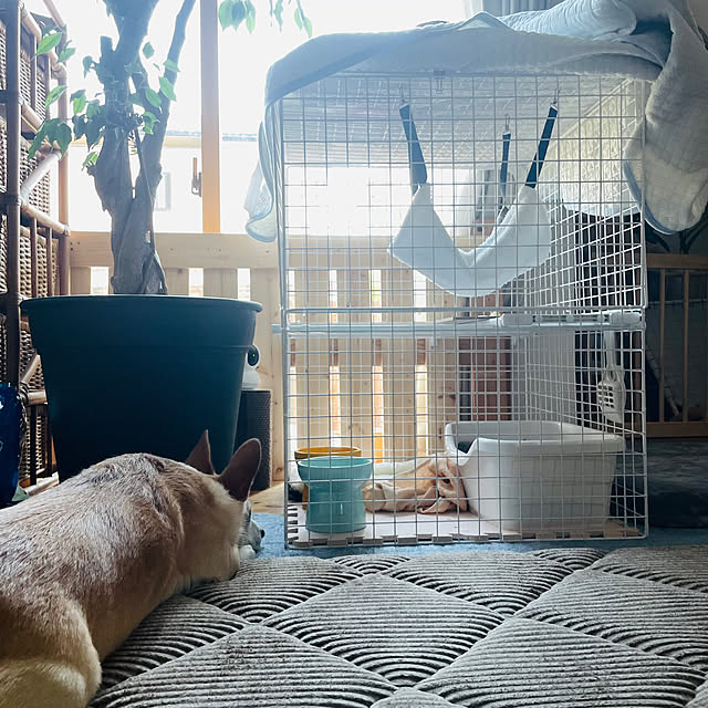 niko.mamさんの実例写真