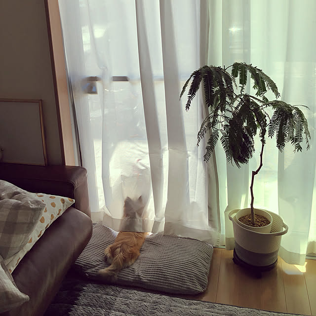 umiさんの実例写真