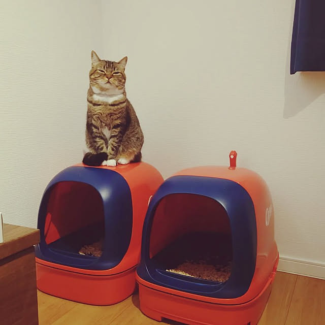 mochicoさんの実例写真