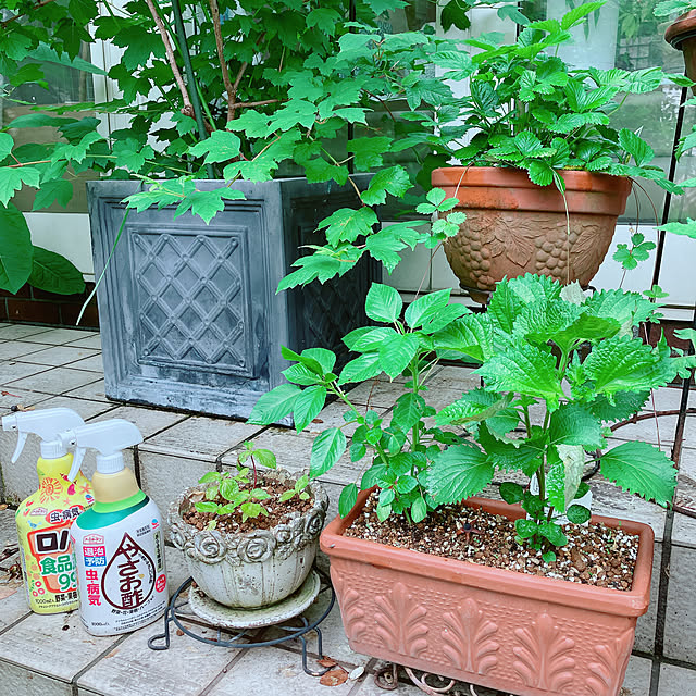 Tupemamaさんの実例写真