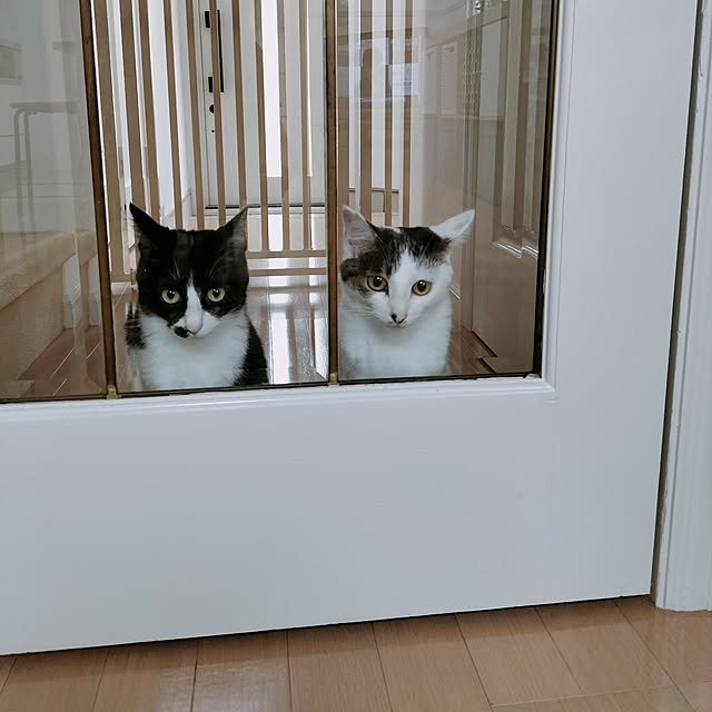 mikimouseさんの実例写真