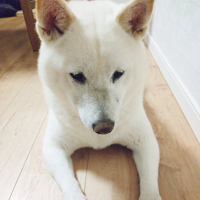 yukinkoさんの実例写真