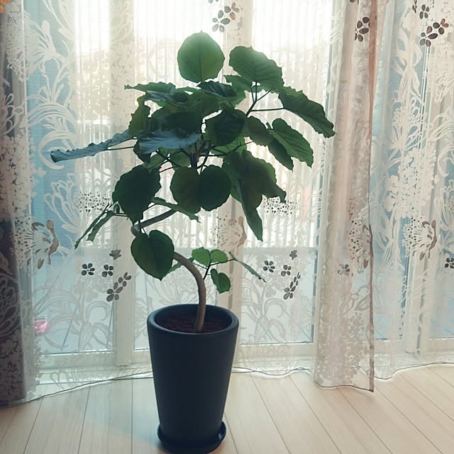 miyutanさんの実例写真