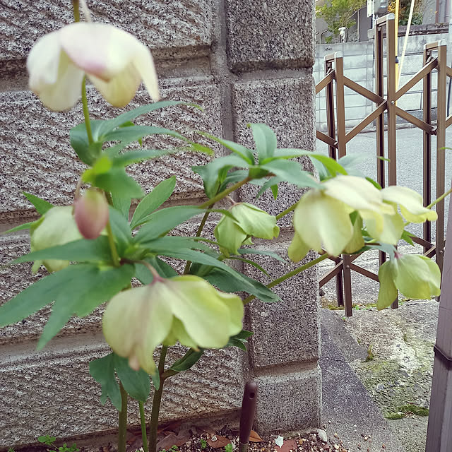 rhuさんの実例写真