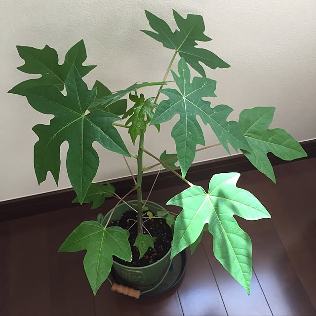 maritopさんの実例写真