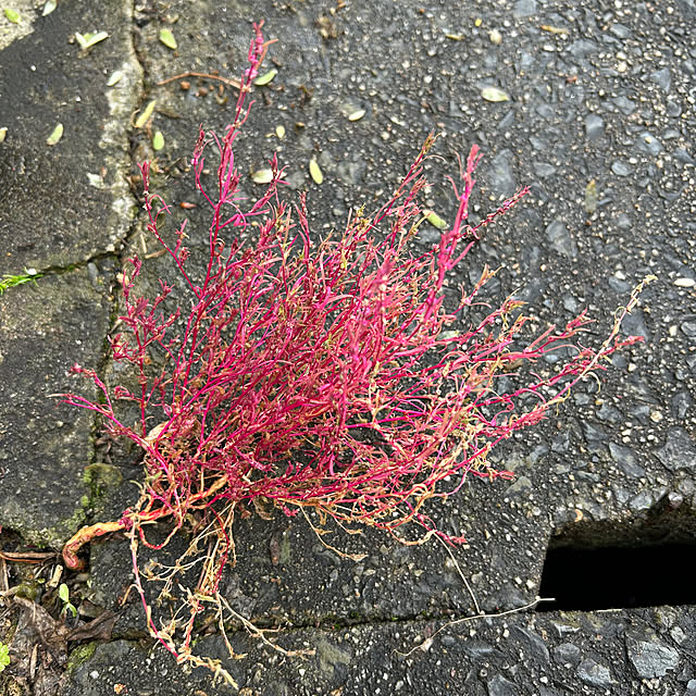 fumikoiさんの実例写真