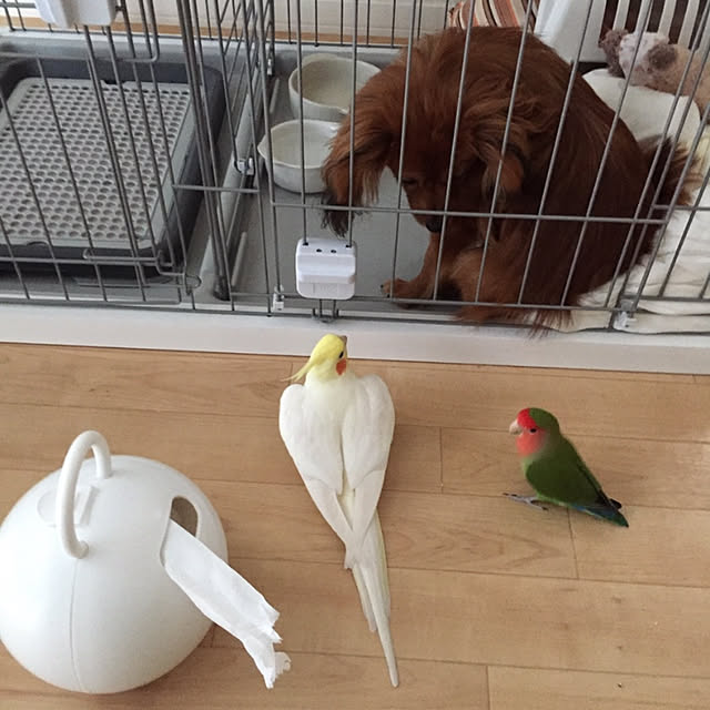 toratanさんの実例写真