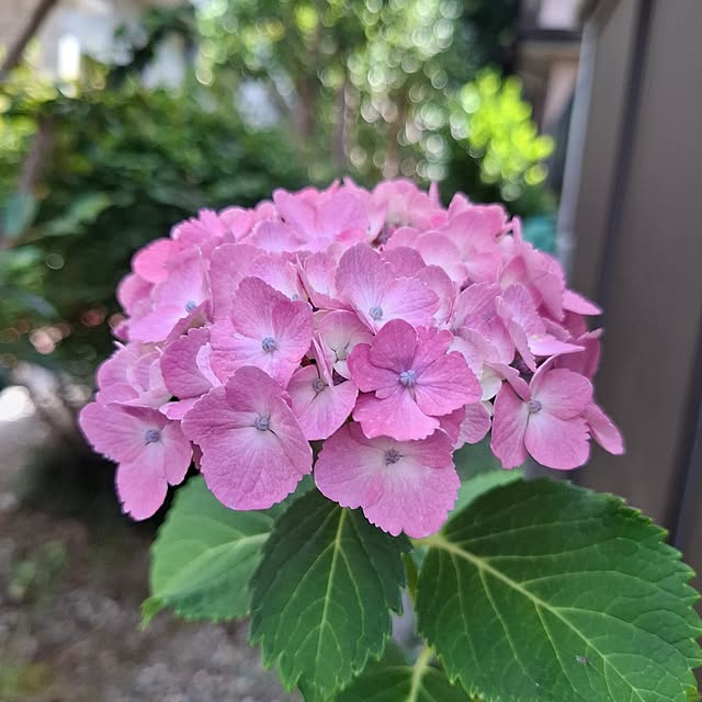midoriさんの実例写真
