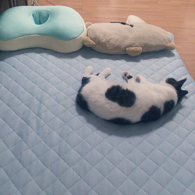 minkokoさんの実例写真