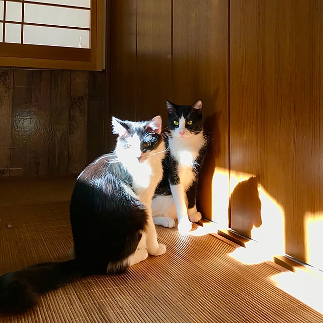 butachanさんの実例写真