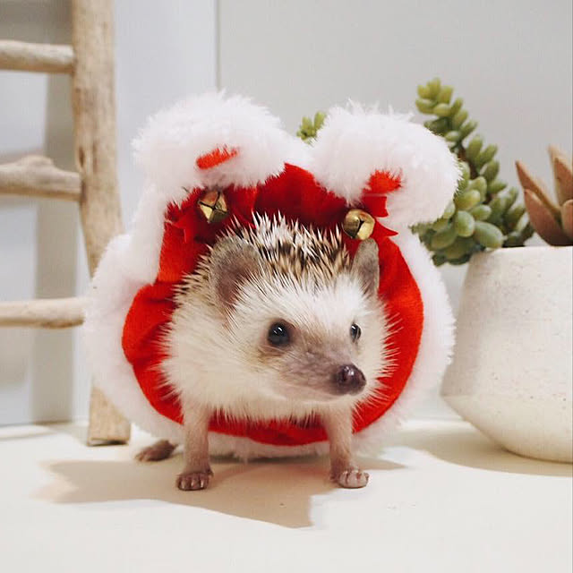 雑貨/Xmas/クリスマスコスプレ/ココちゃん/メス...などのインテリア実例 - 2018-12-23 22:11:22