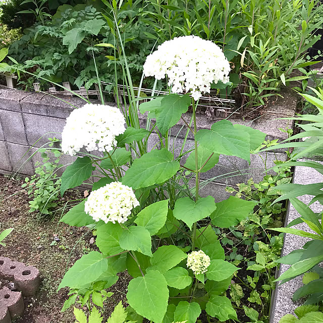 kikkoさんの実例写真
