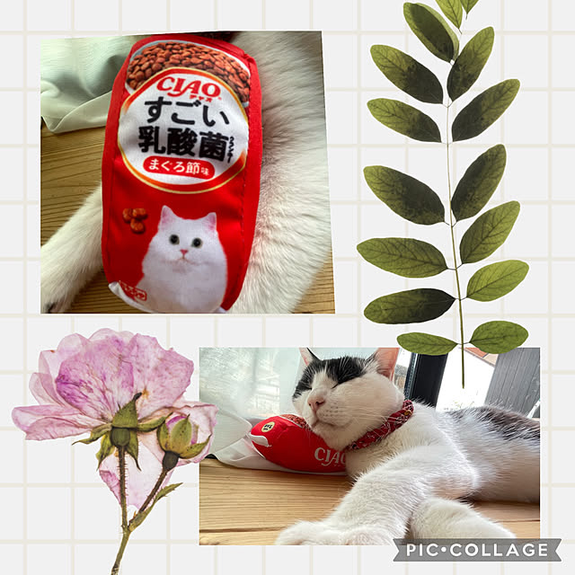 nekosamaさんの実例写真
