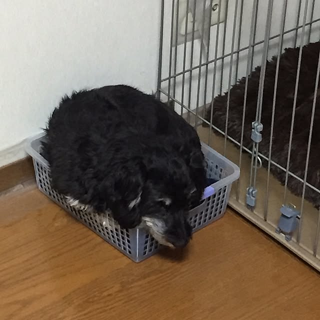 CHIZUさんの実例写真