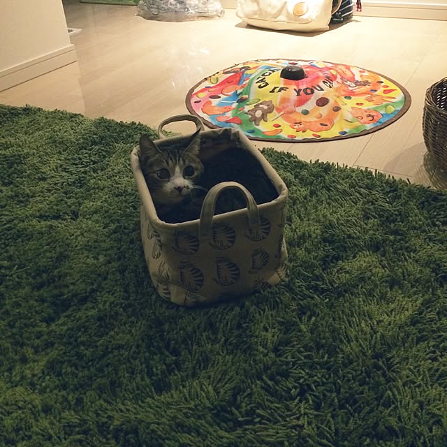 ayapiiiiceさんの実例写真