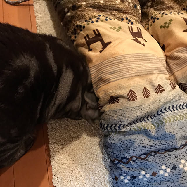 Yokoさんの実例写真