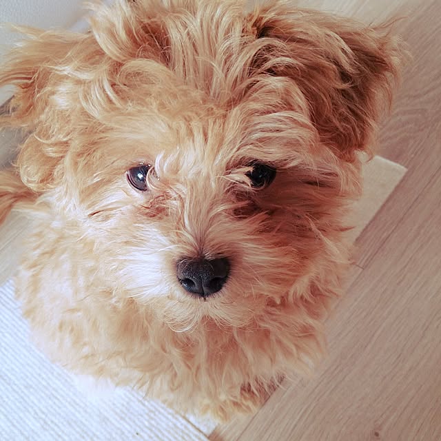 macoさんの実例写真