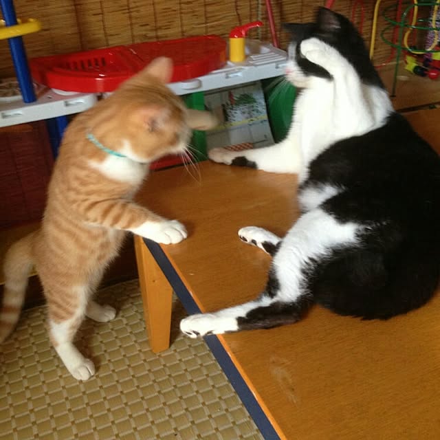 mi123さんの実例写真