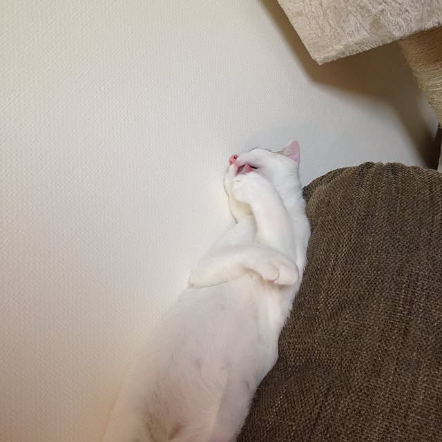 maki-buuさんの実例写真