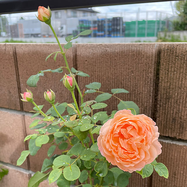 ronronさんの部屋