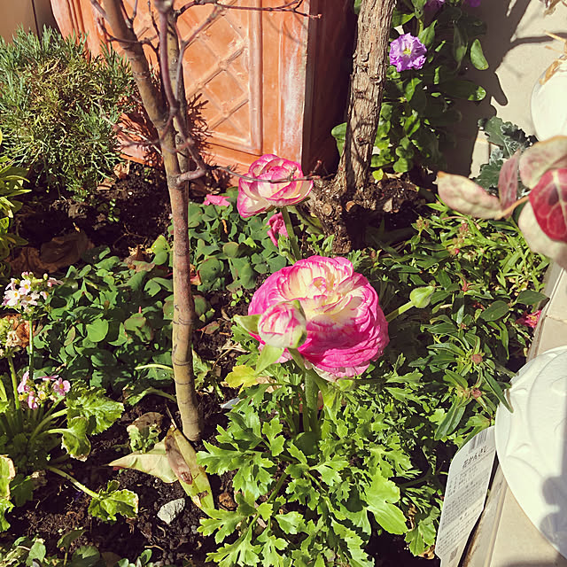 zhaotingtingさんの実例写真