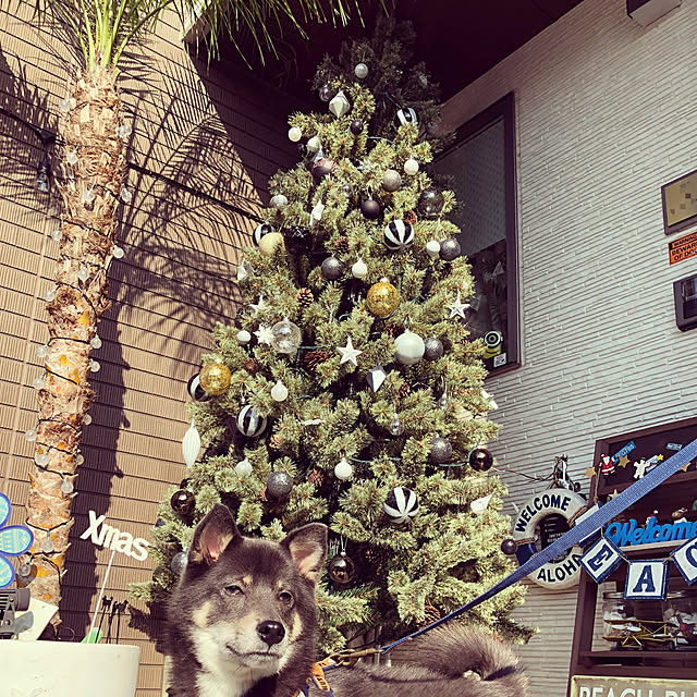 玄関/入り口/柴犬がいる家/モノトーンクリスマス/モノトーンツリー/クリスマス...などのインテリア実例 - 2018-11-11 21:54:35