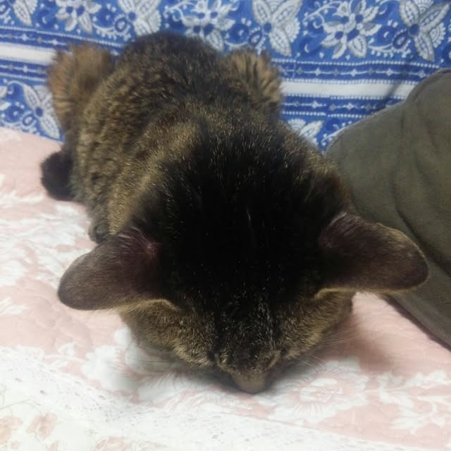 kittenblueさんの実例写真