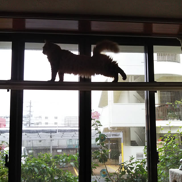 gabさんの実例写真
