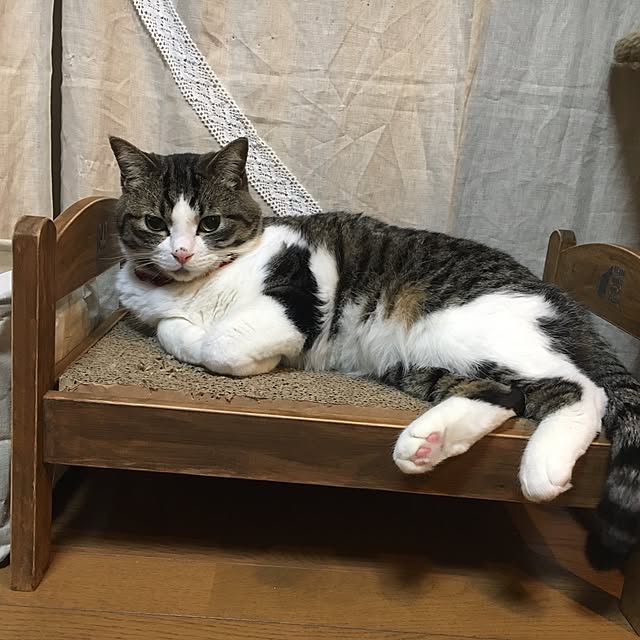 Rumiさんの実例写真