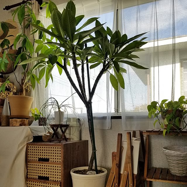midoriさんの部屋