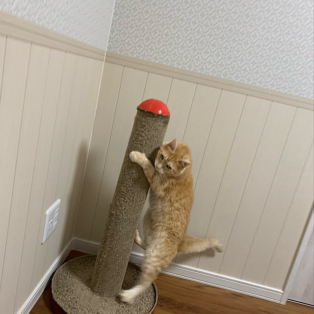 mikeume7さんの実例写真