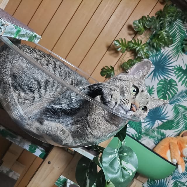 tantomeenさんの実例写真