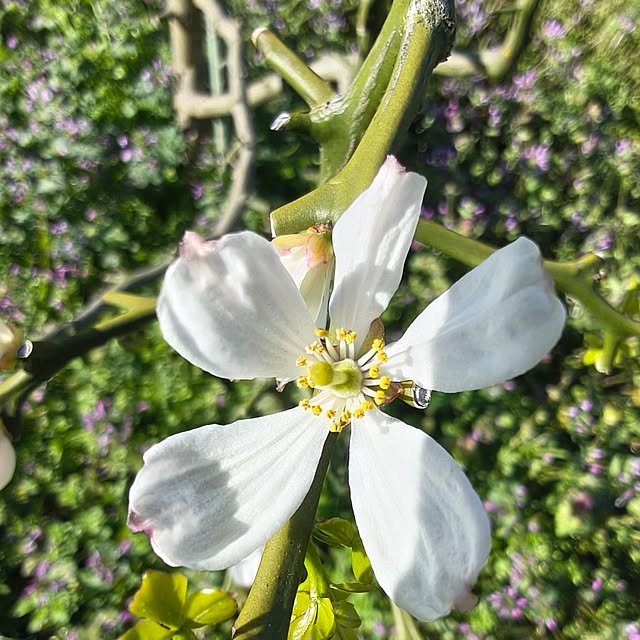 Rubiconさんの実例写真