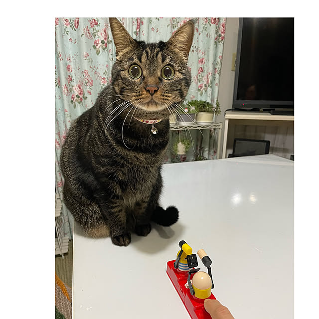 momocchiさんの実例写真