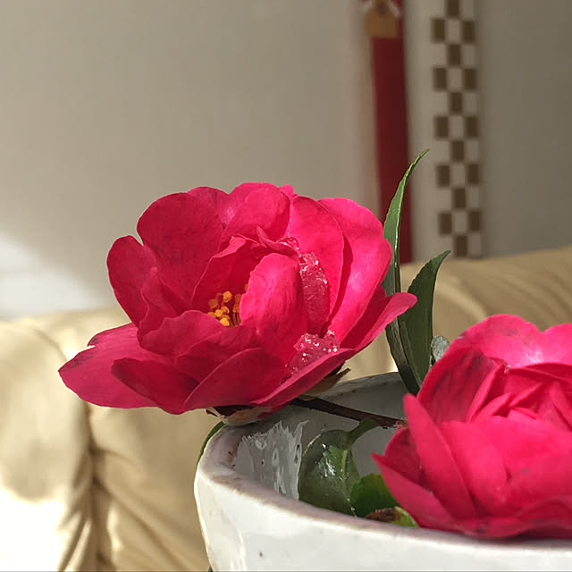 Sakura_hanaさんの実例写真