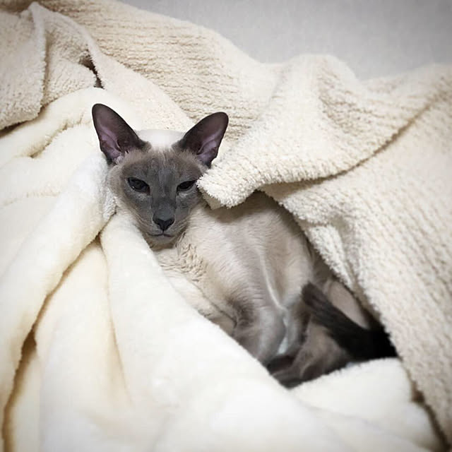 mujinekoさんの実例写真