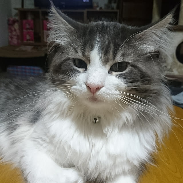 shinobuさんの実例写真