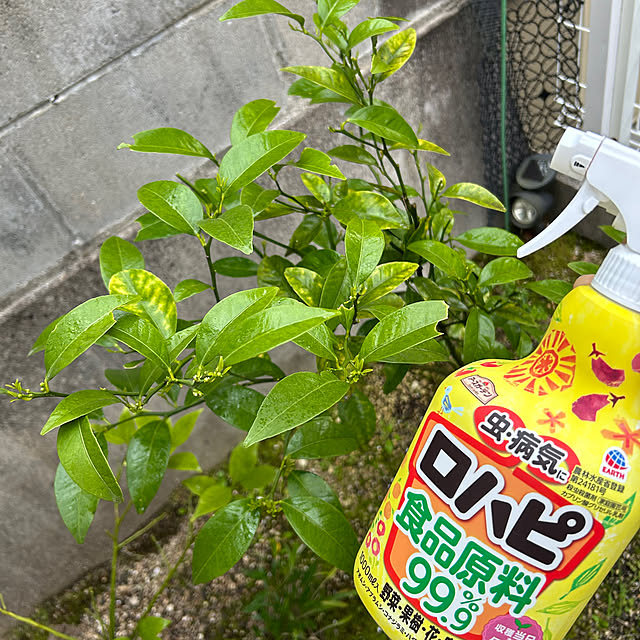 haruさんの実例写真